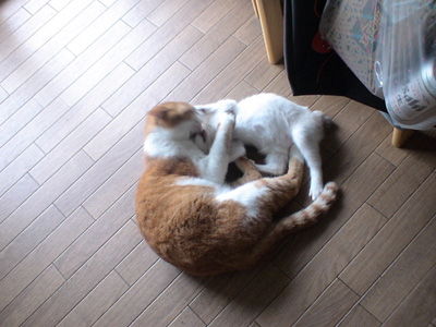BeF2005N0901