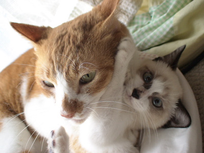 Katsudon ( left side ) & Mamezou ( right side )