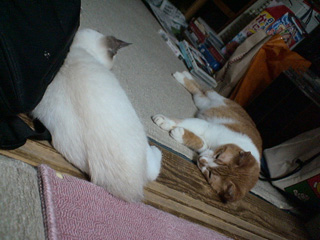 BeF2005N0910