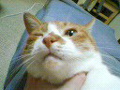 Katsudon M-Photo B