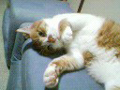 Katsudon M-Photo C
