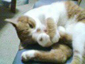 Katsudon M-Photo D