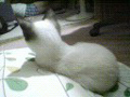 Mamezou M-Photo B