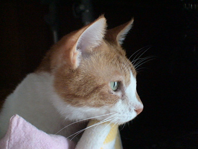 BeF2005N0909
