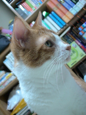 BeF2005N0910
