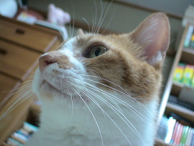 BeF2005N0910