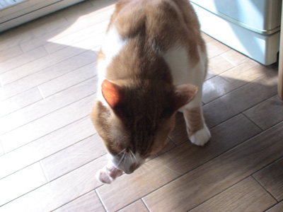 BeF2005N0912