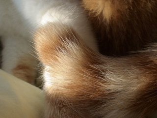 BeF2005N0930