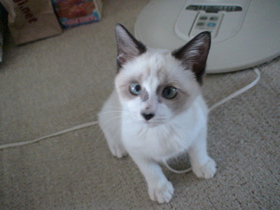BeF2005N0908