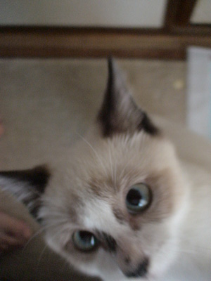 BeF2005N0908