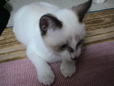 BeF2005N0910