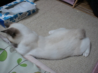 BeF2005N0910