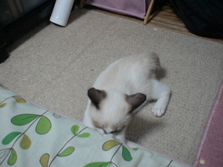 BeF2005N0910