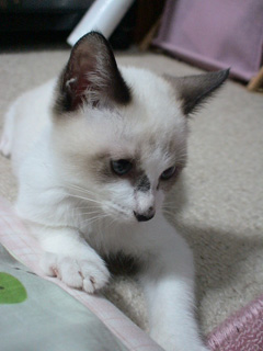 BeF2005N0910