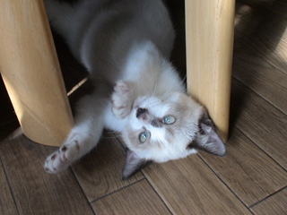 BeF2005N0912