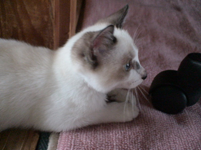 BeF2005N0913