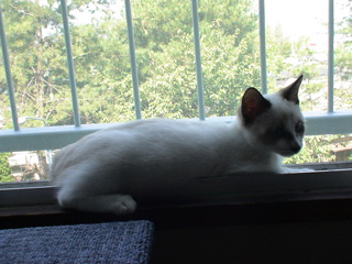BeF2005N0918