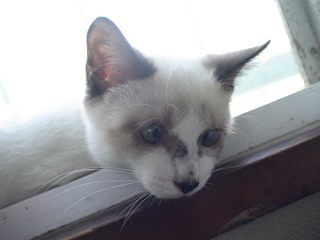 BeF2005N0918
