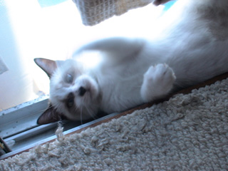 BeF2005N0924