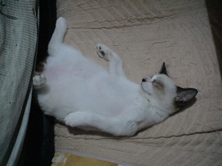 BeF2005N0830