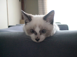 BeF2005N0901