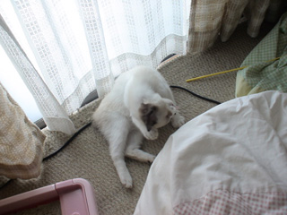 BeF2005N0902