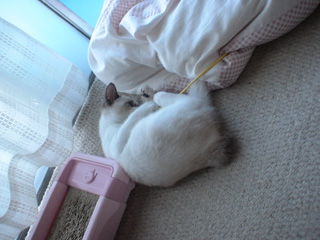 BeF2005N0907
