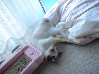BeF2005N0907